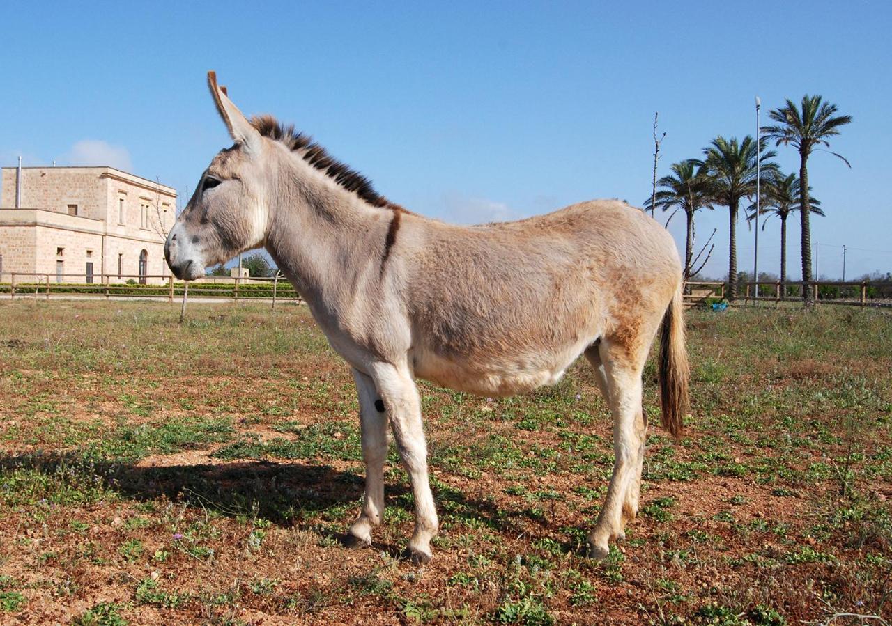 Masseria Galatea Agriturismo Alessano Eksteriør bilde